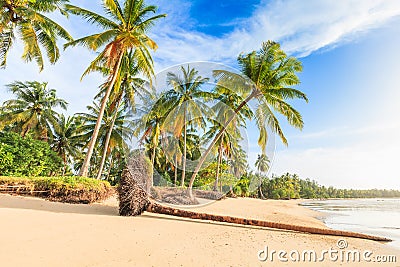 Bangsak beach in blue sky and palm trees at Phangnga, Thailand.