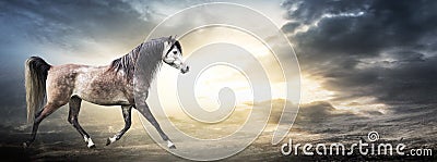 Banner with arabian horse against background of stormy sky