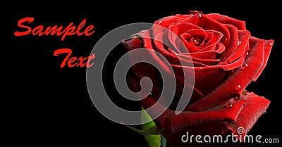 Banner with red rose with drops on black