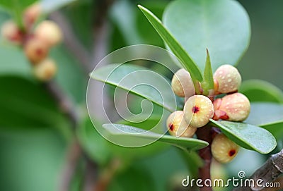Banyan Fruits with leaves