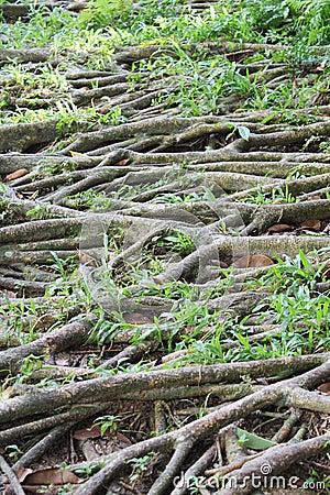 Banyan roots with grass
