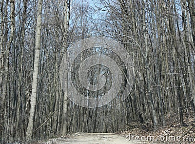 Bare, tree-lined driveway