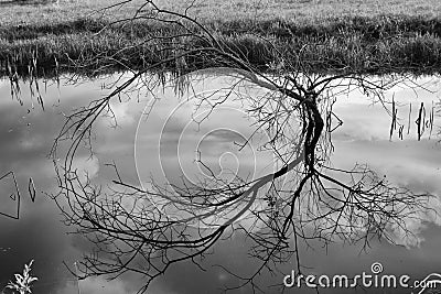 Bare tree reflecting off water