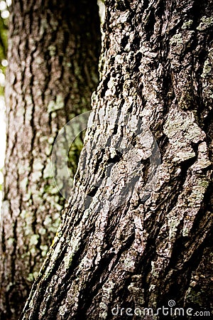 Bark Oak Tree
