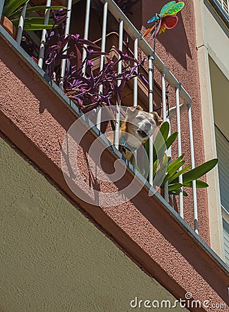 Barking dog at balcony