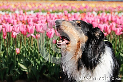 Barking Dog in Tulips