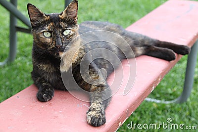 Barn cat with light green eyes