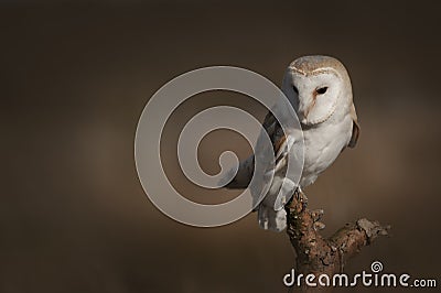 Barn Owl