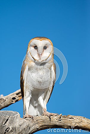 Barn Owl