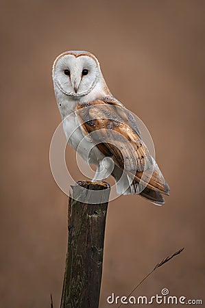 Barn Owl Portrait