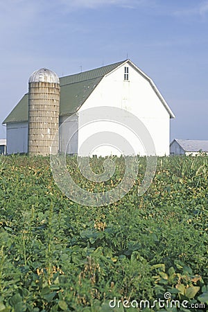 Barn and silo in middle of corn field