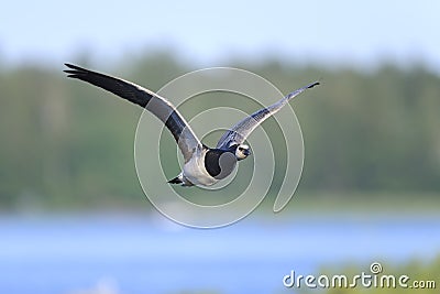 Barnacle goose, branta leucopsis