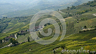 Barolo vineyards