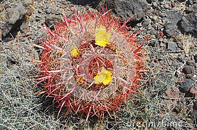 Barrel cactus with yellow flowers near Black Mountain Nevada