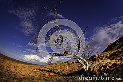 Barren Tree In Desert Royalty Free Stock Photo