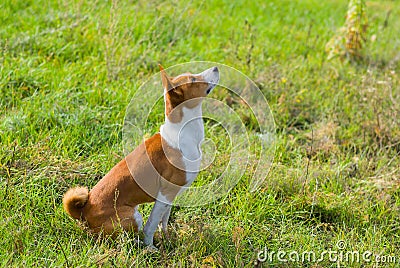 Basenji dog is looking up on the sky
