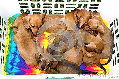 Basket of Dachshund Pups