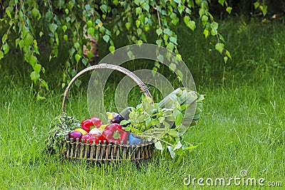 Basket of fresh vegetables in the garden.