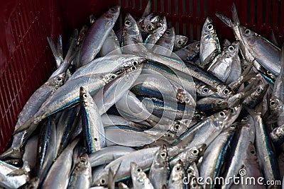 A basket of sardine fish waiting to be sold