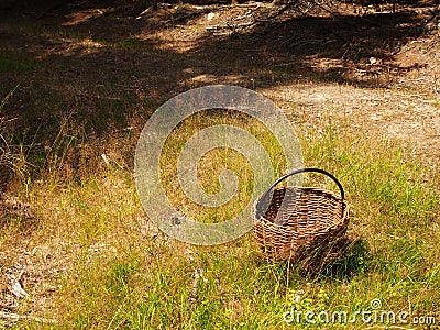 Basket in the woods