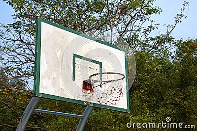 Basketball board and tree