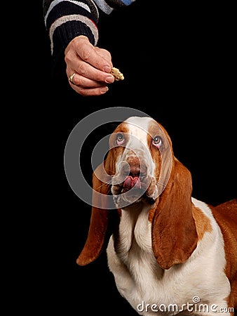 Basset hound dog looking at a treat