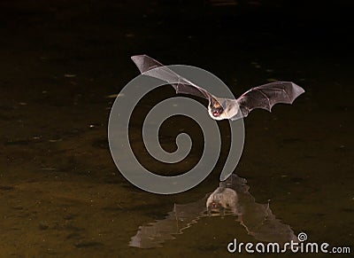 Bat in Flight