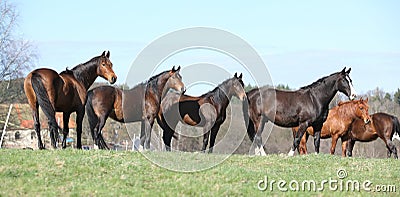 Batch of horses standing on pasturage
