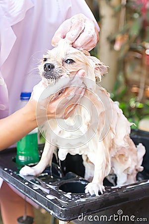 Bath time for white pomeranian shower