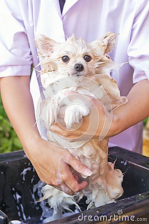 Bath time for white pomeranian shower