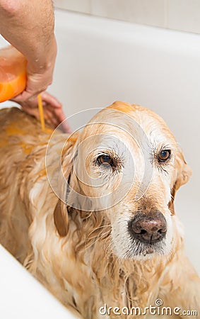 how to bathe a golden retriever bathing a golden retriever stock photo image 47731969 how to bathe a golden retriever bathing a golden retriever stock photo image 47731969