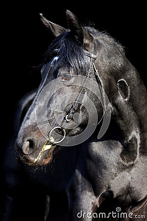 Bavarian black horse low key studio portrait
