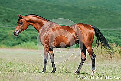 Bay arabian horse