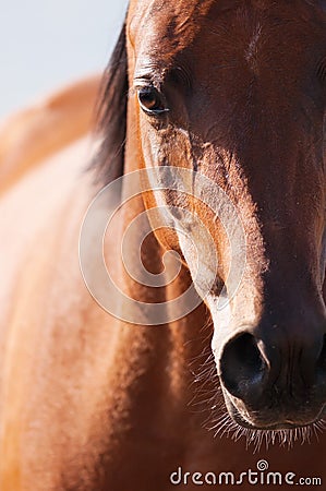 Bay arabian horse portrait in front focus