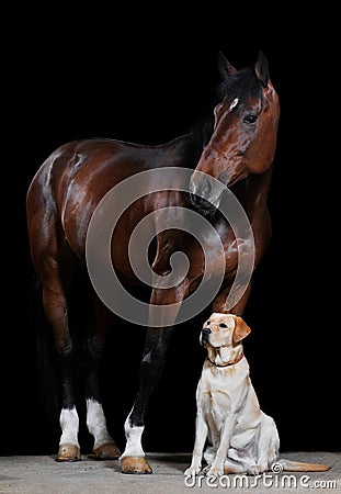 Bay horse and dog on the black background