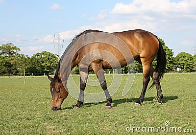 Bay Horse Grazing