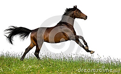 Bay horse isolated