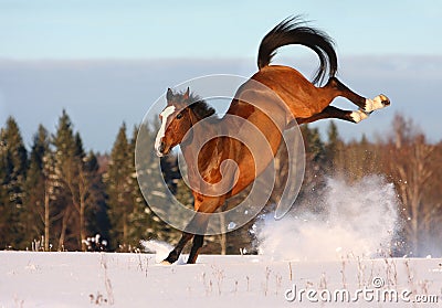 Bay horse playing in the snow field