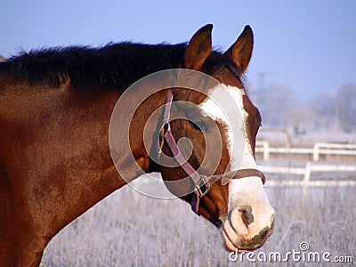 Bay horse portrait in winter