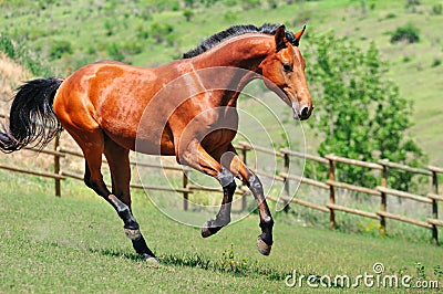 Bay horse running in the field