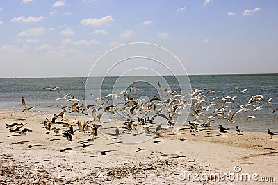 Beach birds in flight