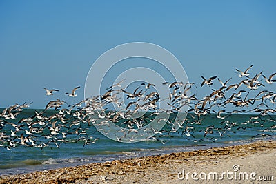 Beach and ocean panorama in mexico with birds