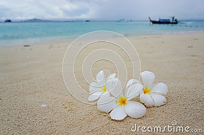 The beach of Phi Phi island