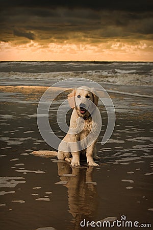 Beach portrait of Golden Retriever Puppy