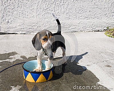Beagle Cooling Off