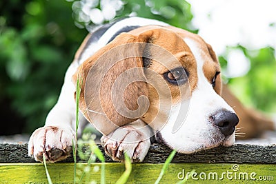 Beagle