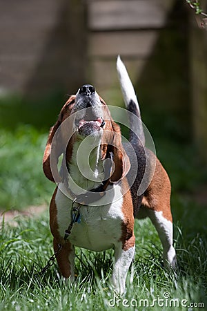 Beagle Dog Barking
