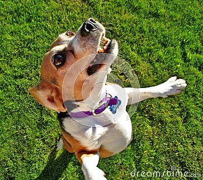 Beagle dog jumping up