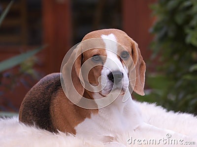 Beagle dog laying down