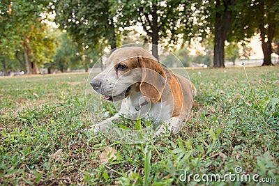 Beagle dog lying on the grass in the park